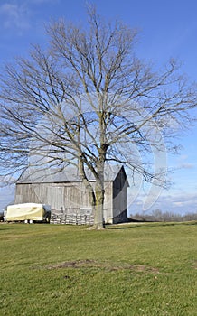 Large bare tree and barn