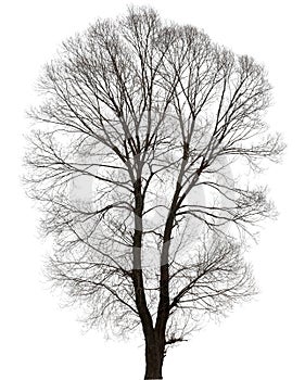 Large bare tree without leaves.