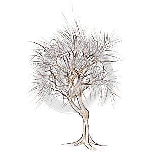 Large bare tree without leaves - hand drawn