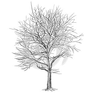 Large bare tree without leaves (Sakura tree) - han