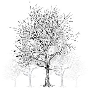 Large bare tree without leaves (Sakura tree) - han