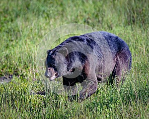 Large Baribal black bear walking across a meadow of lush green grass, surrounded by trees