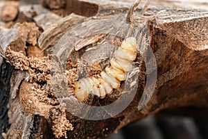 Large bark beetle larva in wood close-up. Woodworm larva on a brown tree bark