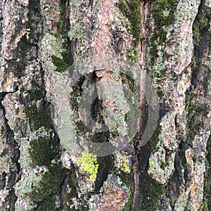 Large bark of a large tree covered by green moss. Natural background.