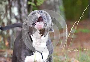 Large Barking Pitbull Dog