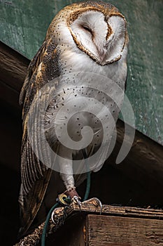 Large barn owl perched on an old building