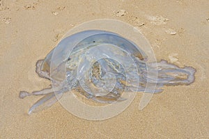 A large Barrel Jellyfish washed up on Abersoch beach in Gwynedd, Wales