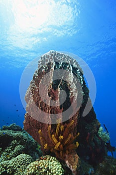 Large barrel sponge