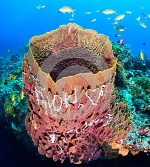 Large barrel sponge