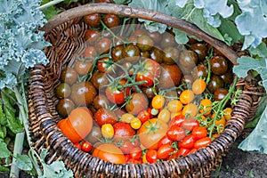 Large basket full of tomatoes