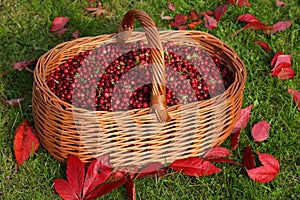 Large basket with red cranberries on the grass.