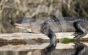 Large basking American Alligator on a log at the Big Water canoe shelter; Okefenokee Swamp National Wildlife Refuge, Georgia USA