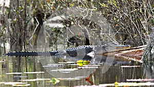 Large basking American Alligator on a log at the Big Water Lake; Okefenokee Swamp National Wildlife Refuge, Georgia USA