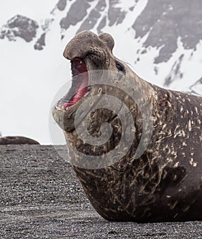 Large battled elephant seal screams his dominance