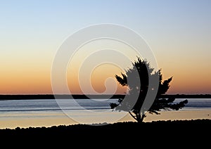 Large Beach Tree Silhouette At Sunset