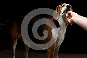 Large Beagle dog gets a treat in the studio