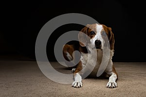 Large Beagle Hound Dog looking into the camera