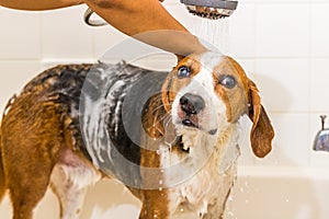 Large Beagle hound mix is scrubbed and rinsed off in the shower