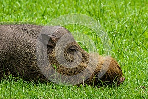 A large Bearded Pig in the Bako area