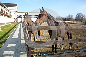 A large beautiful adult brown horses stands in a pen with a white barn in the background, on the ranch