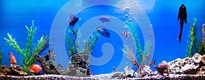 Large beautiful aquarium with colorful fish, background, swimming