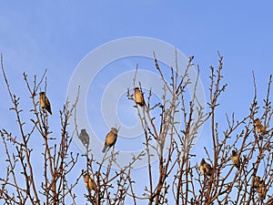 Large beautiful birds whistled on the fruit tree in winter