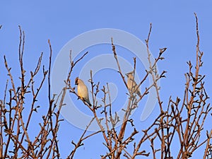 Large beautiful birds whistled on the fruit tree in winter