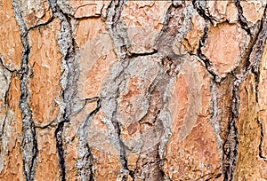 Large beautiful brown pine bark. Close-up. Texture