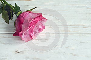 Large beautiful delicate pink homemade rose on a white background. Declaration of love. A romantic gift for your beloved