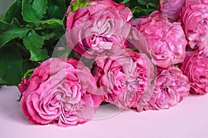 Large beautiful delicate pink homemade roses on a pink background. Declaration of love. A romantic gift for your beloved