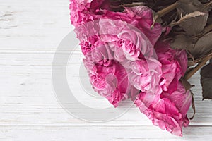 Large beautiful delicate pink homemade roses on a white background. Declaration of love. A romantic gift for your beloved