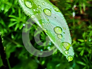 Large beautiful drops of transparent rain water on green leaf, background nature
