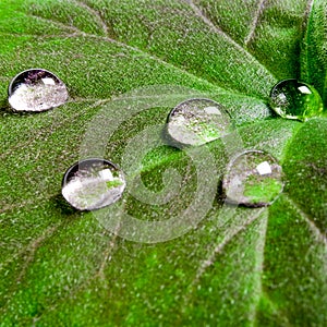 Large beautiful drops of transparent rain water on a green leaf macro. Drops of dew in the morning glow in the sun. Beautiful leaf