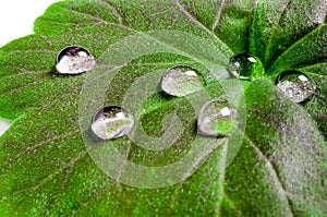 Large beautiful drops of transparent rain water on a green leaf macro. Drops of dew in the morning glow in the sun. Beautiful leaf