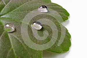Large beautiful drops of transparent rain water on a green leaf macro. Drops of dew in the morning glow in the sun. Beautiful leaf