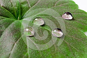 Large beautiful drops of transparent rain water on a green leaf macro. Drops of dew in the morning glow in the sun. Beautiful leaf