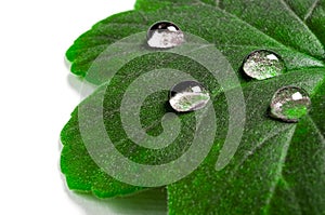 Large beautiful drops of transparent rain water on a green leaf macro. Drops of dew in the morning glow in the sun. Beautiful leaf