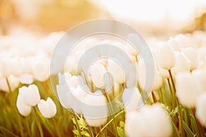 large beautiful field with tulips in Ukraine