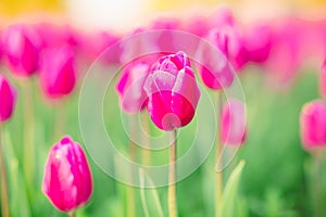 large beautiful field with tulips in Ukraine