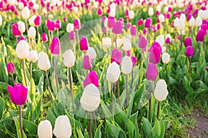 large beautiful field with tulips in Ukraine