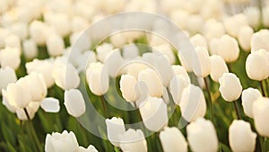 large beautiful field with tulips in Ukraine