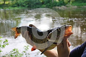 A large and beautiful fishing: european chub on the background o