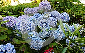 Large and beautiful flowers of blue color grow on hydrangea bushes on a summer day