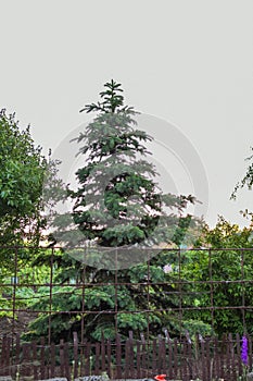 Large beautiful green tree hid behind the fence iron from wire, large spruce