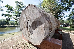 Large beautiful log of Afzelia xylocarpamakha at Kaeng Krachan National Park Office,Phetchaburi Province,Thailand.