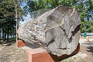 Large beautiful log of Afzelia xylocarpamakha at Kaeng Krachan National Park Office,Phetchaburi Province,Thailand.