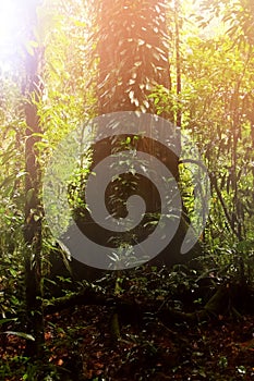 Large beautiful lonely tree in the rain forest of the Borneo Island. Symbiosis of plants. Image in green colors