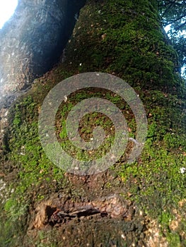 large, beautiful mango tree with a blackish brown pattern and beautiful green moss attached to its bark