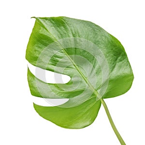 A large beautiful monstera leaf isolated on a white background