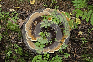 A large beautiful mushroom with a wavy cap with an orange border in the forest in a meadow close-up